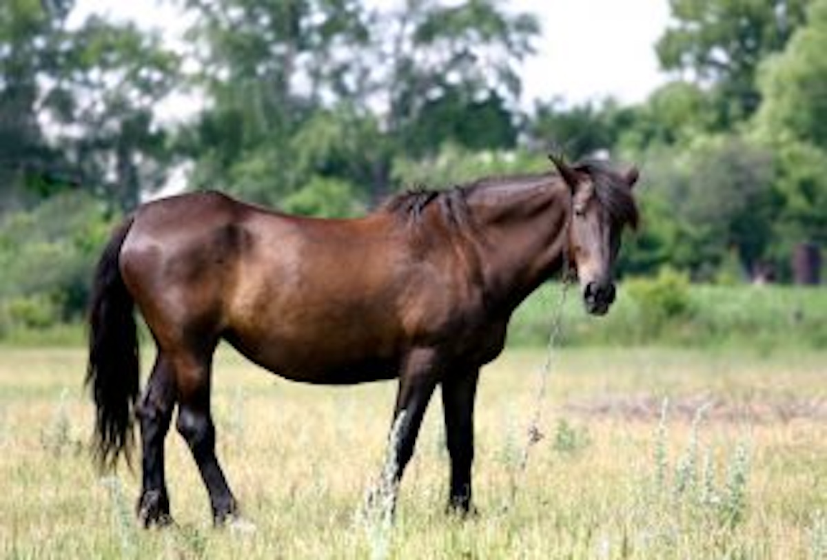 Owning a Horse 101